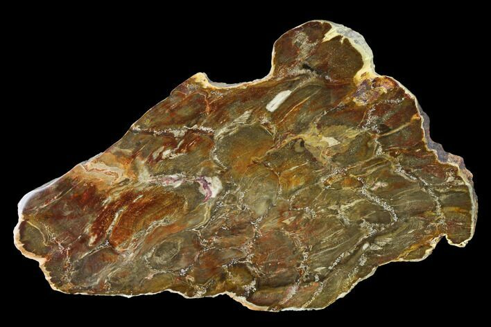 Jurassic Petrified Wood (Pentoxylon) Slab - Australia #144235
